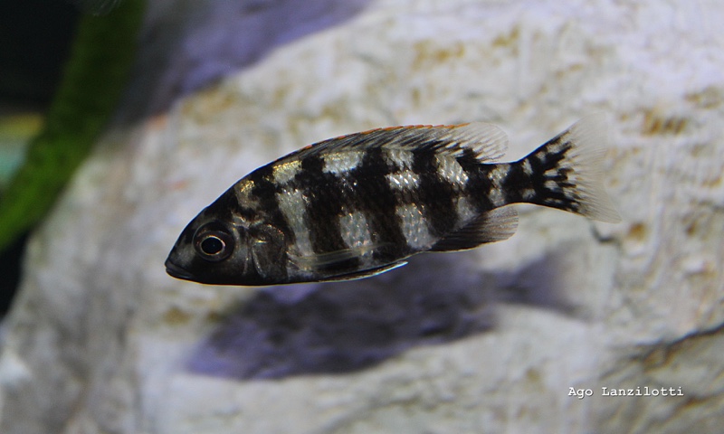 Protomelas sp. 'johnstoni solo'